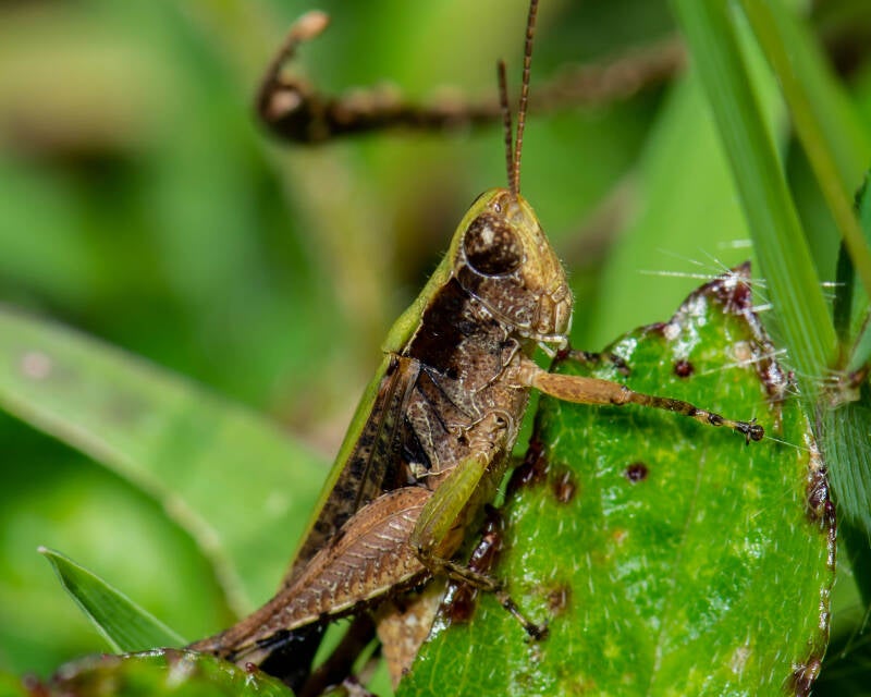 Short-Winged Green Grasshopper (5)