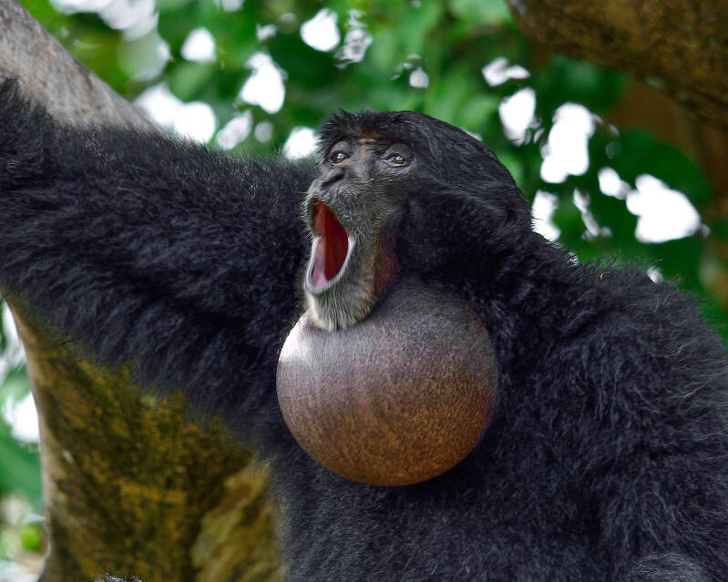 Siamang (1)