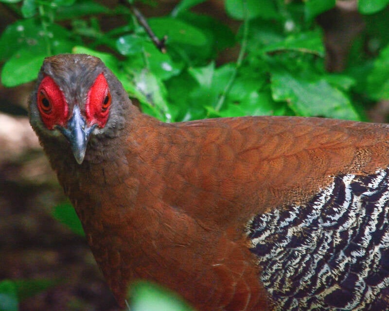 Siamese Fireback (1)
