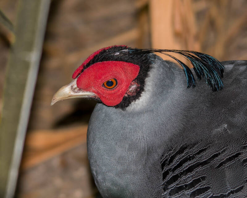 Siamese Fireback (2)