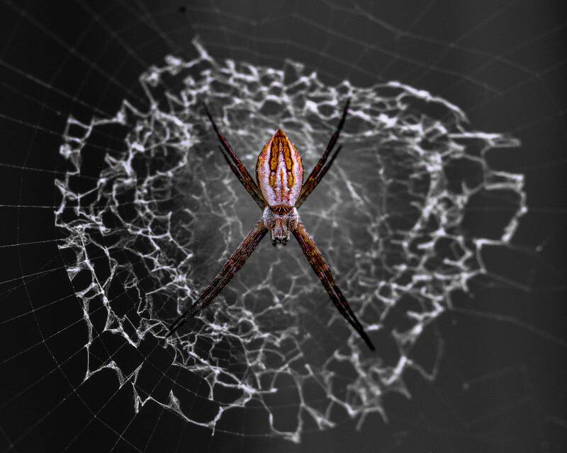 Silver Argiope (1)