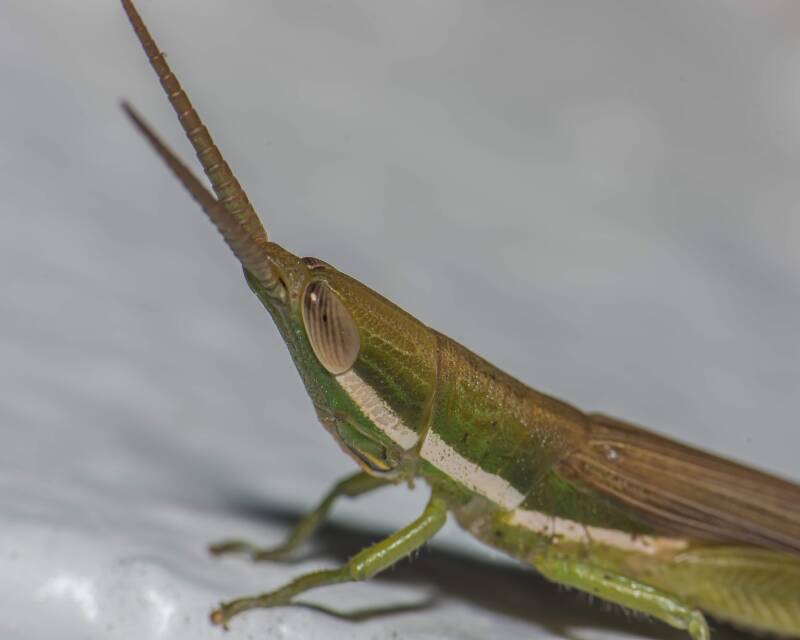 Cattail Toothpick Grasshopper (1)