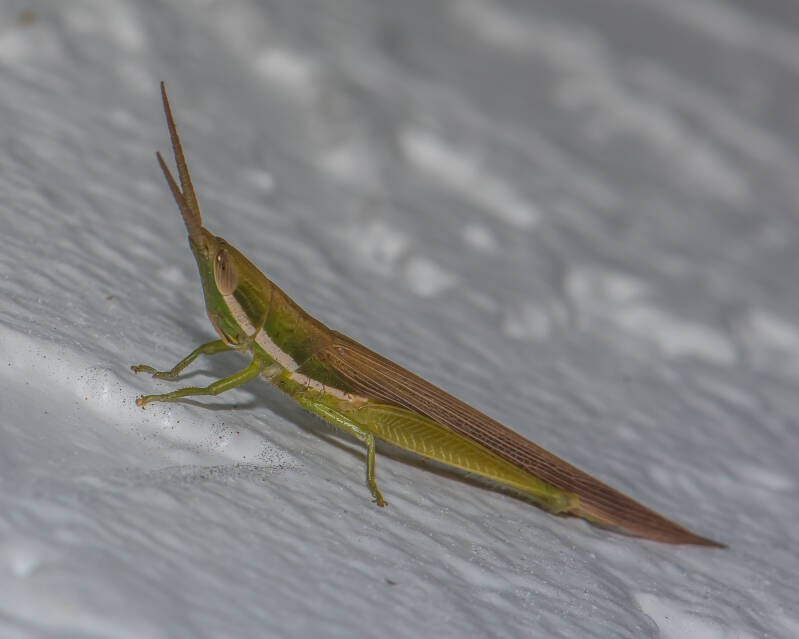 Cattail Toothpick Grasshopper (2)