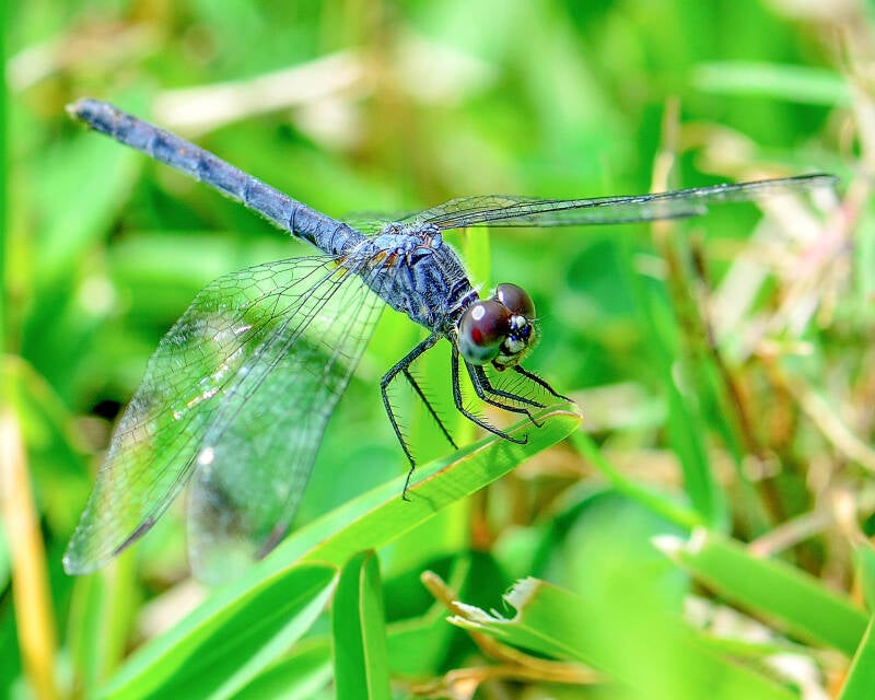 Slaty Skimmer (1)