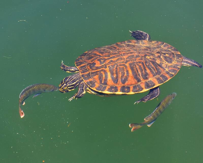 Red-Eared Slider (1)