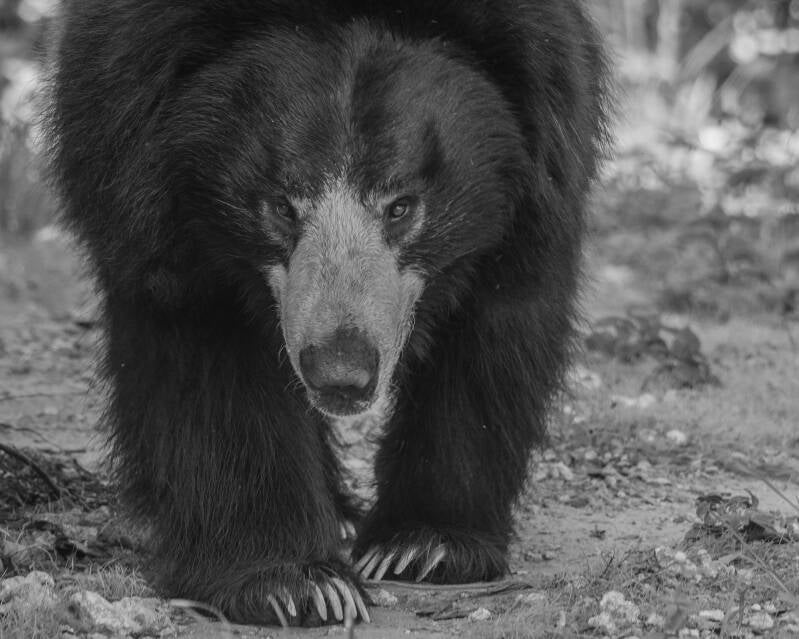 Sloth Bear (1)