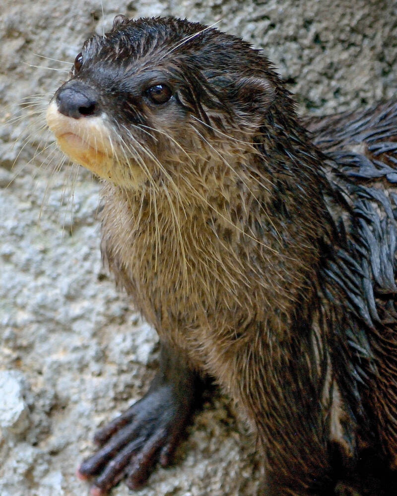 Small-Clawed River Otter (1)