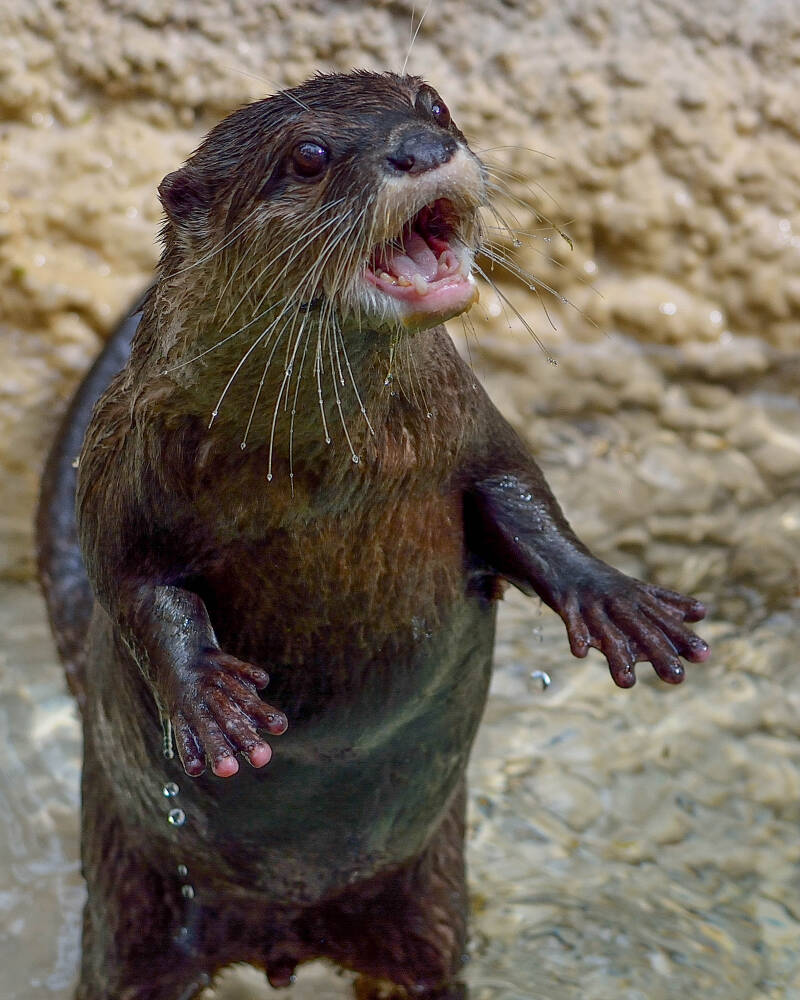 Small-Clawed River Otter (2)
