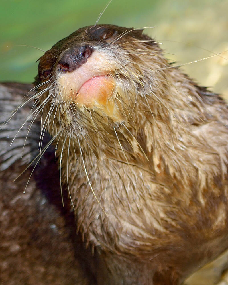 Small-Clawed River Otter (3)