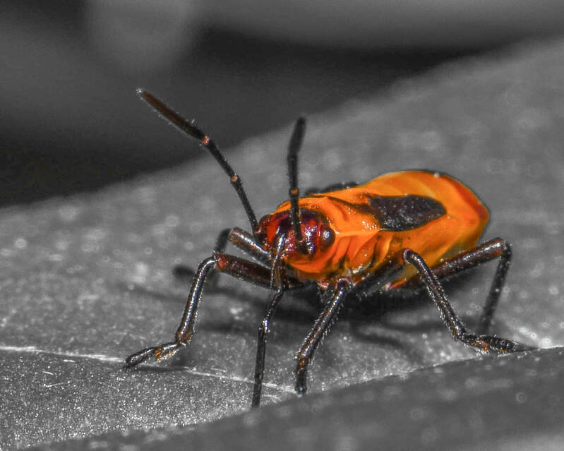 Small Milkweed Bug (3)