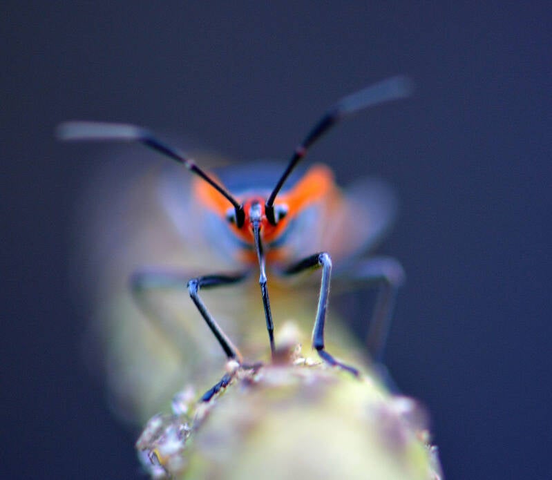 Small Milkweed Bug (2)