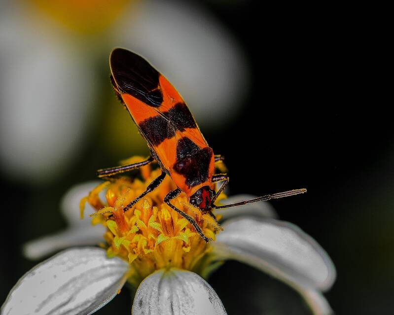 Small Milkweed Bug (1)