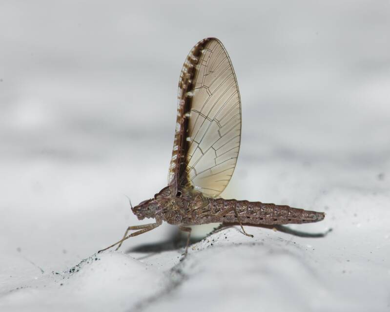 Small-Minnow Mayfly (1)
