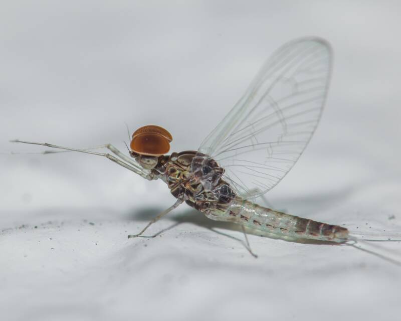 Small-Minnow Mayfly (2)