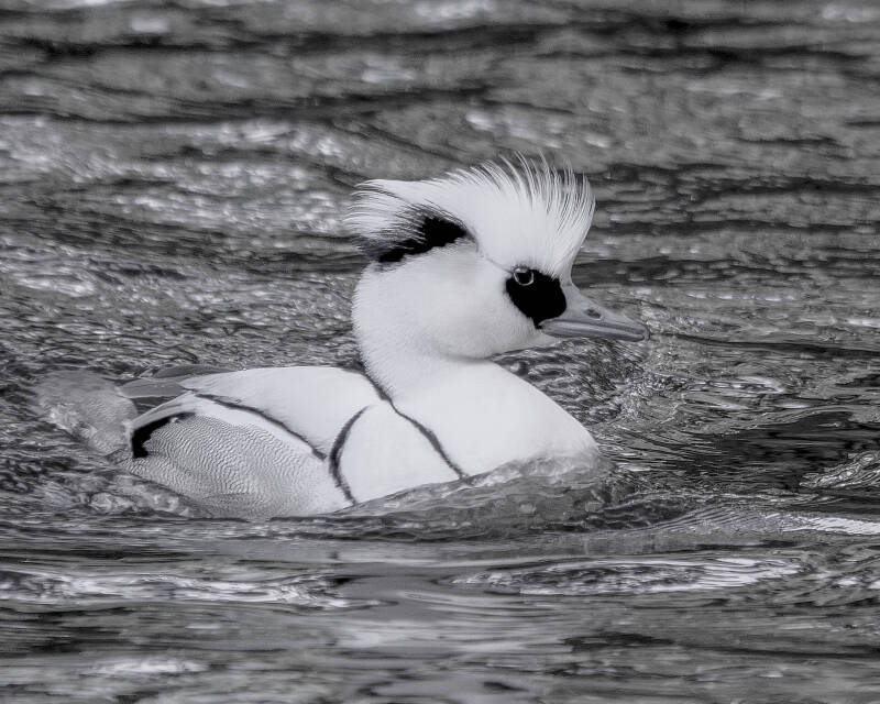 Smew (3)