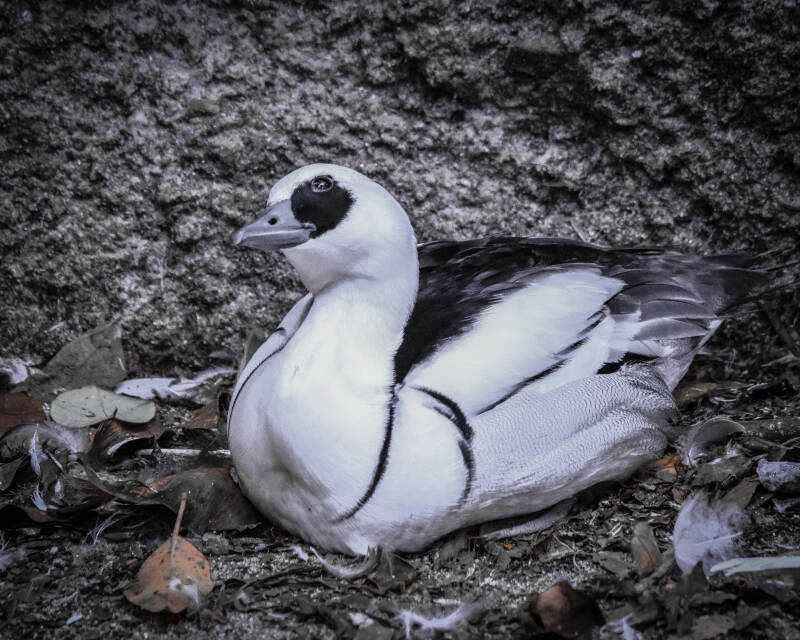 Smew (4)