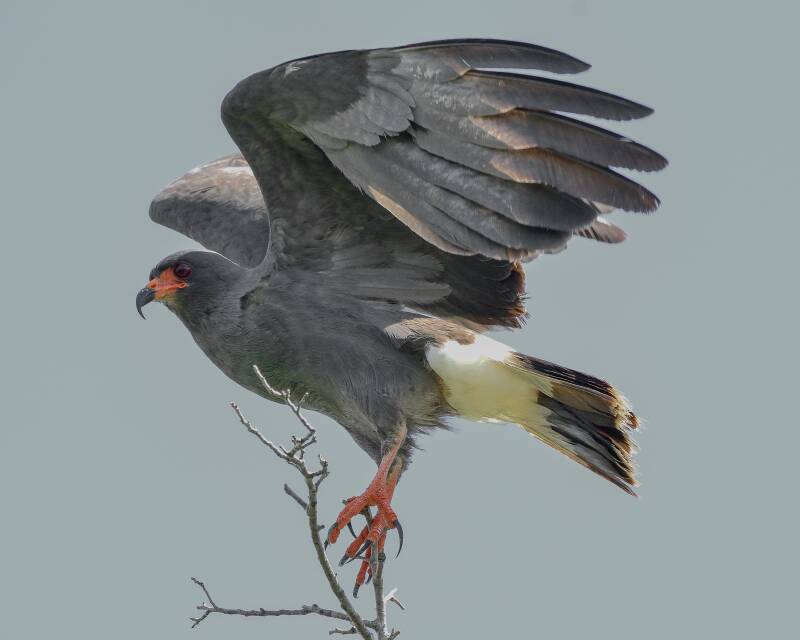 Snail Kite (1)