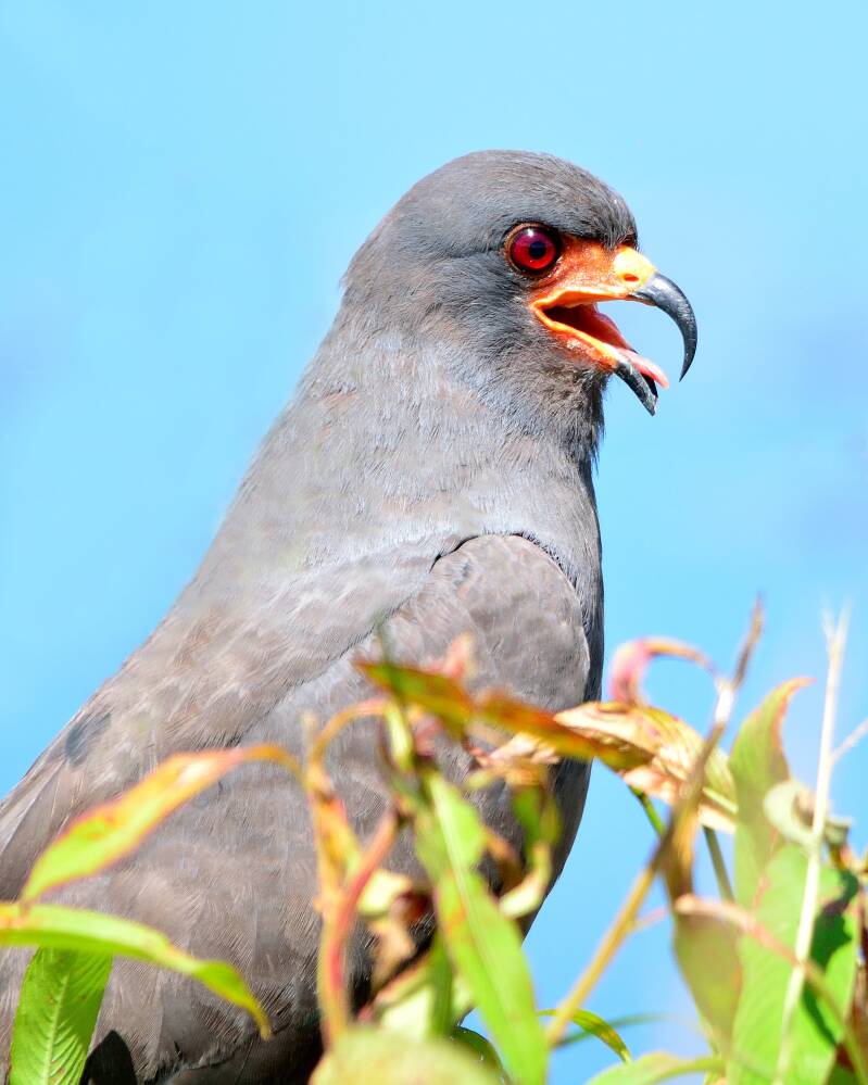 Snail Kite (2)