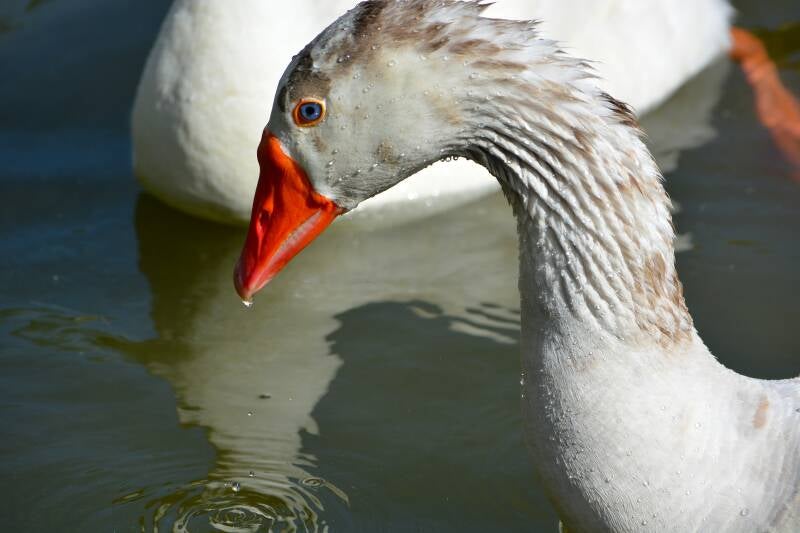 Snow Goose (1)
