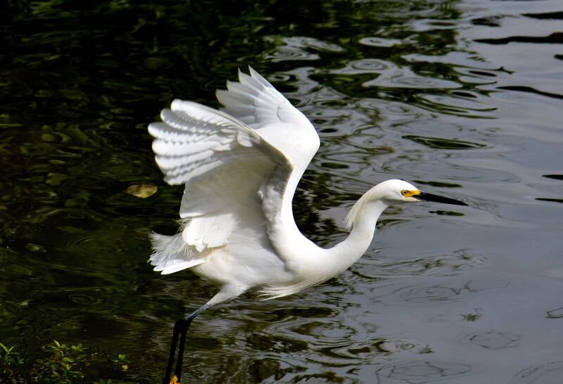 Snowy Egret (6)