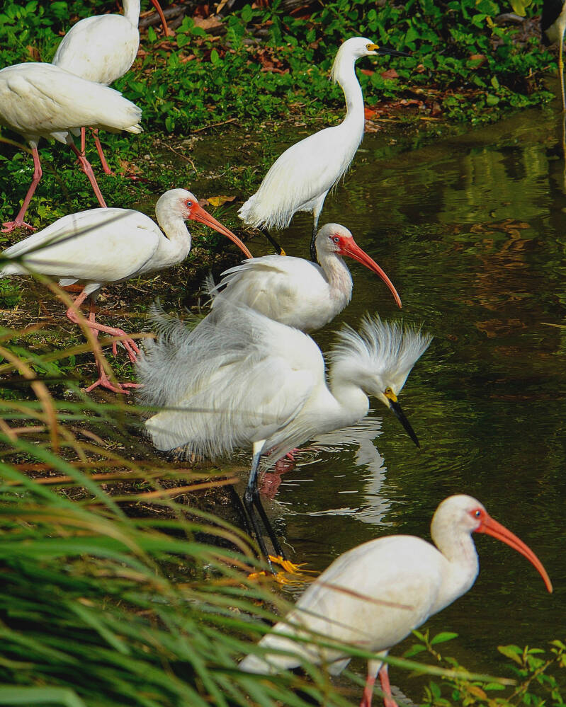 Snowy Egret and American White Ibis