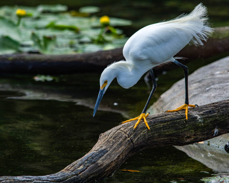 Snowy Egret (7)