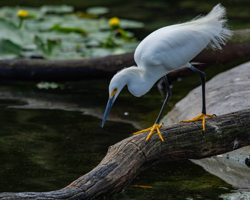 Snowy Egret (5)