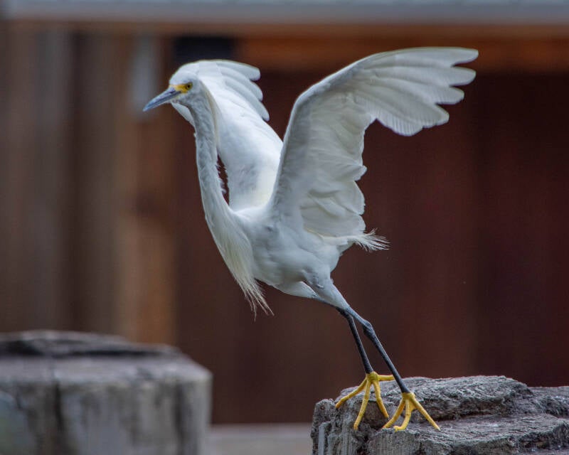 Snowy Egret (8)