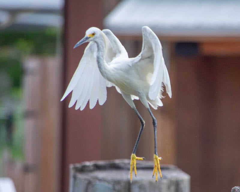 Snowy Egret (9)