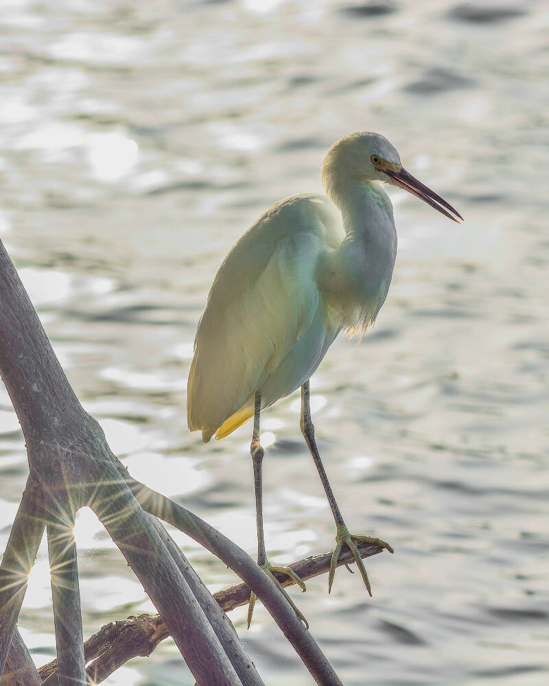 Snowy Egret (5)