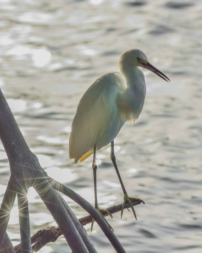 Snowy Egret (2)