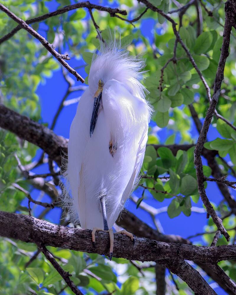 Snowy Egret (4)