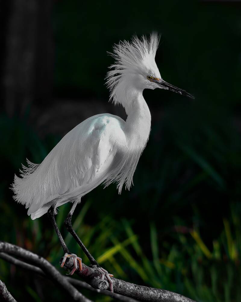 Snowy Egret (3)