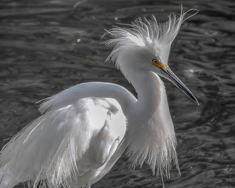 Snowy Egret (1)