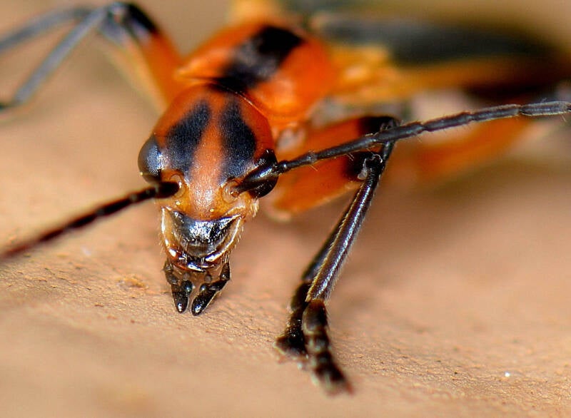 Marginated Leatherwing Beetle (2)