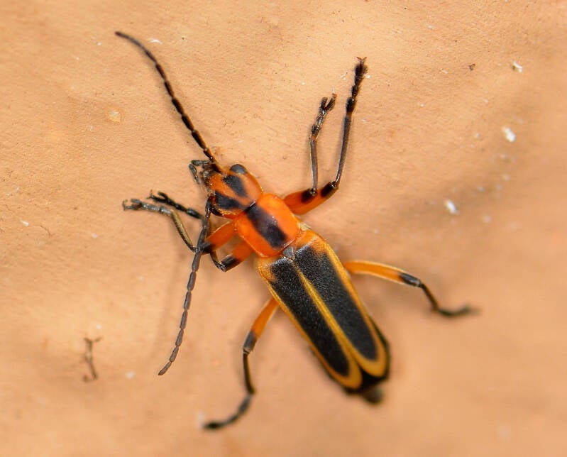 Marginated Leatherwing Beetle (1)