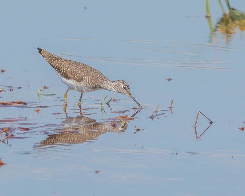 Solitary Sandpiper (1)