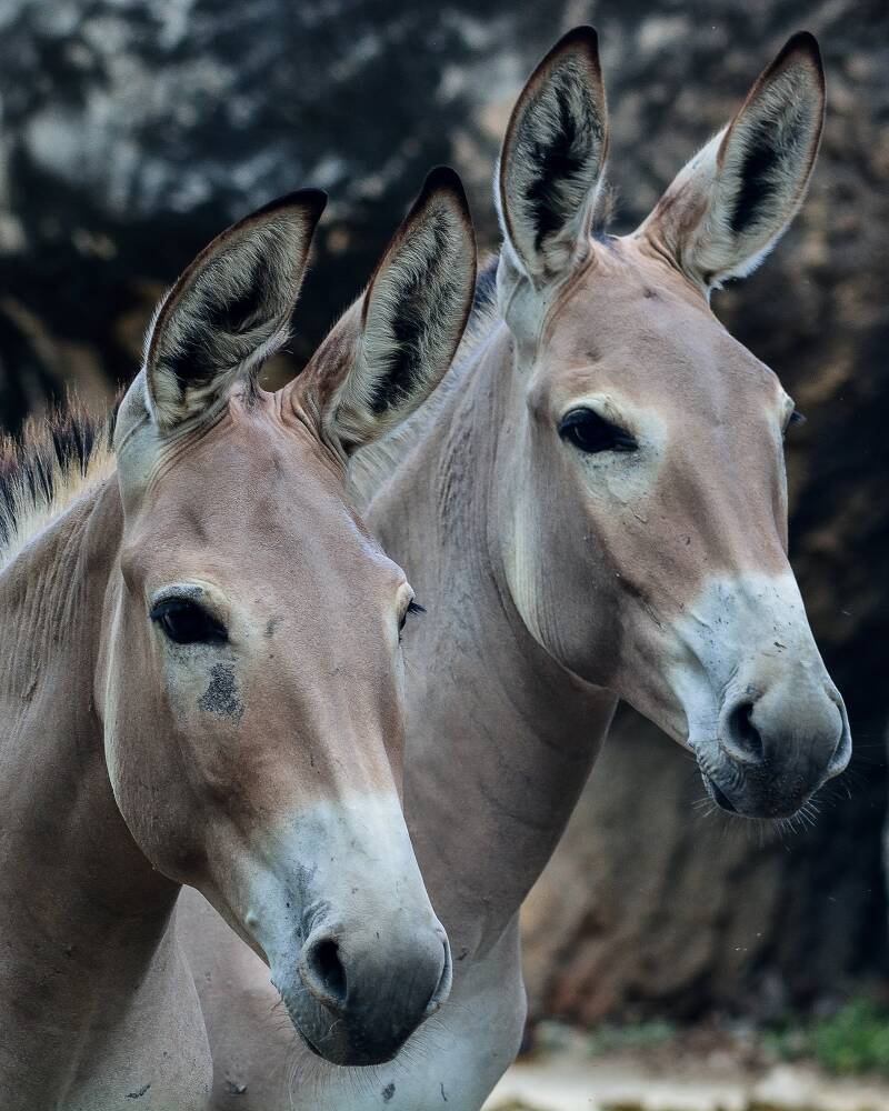Somali Wild Ass (1)