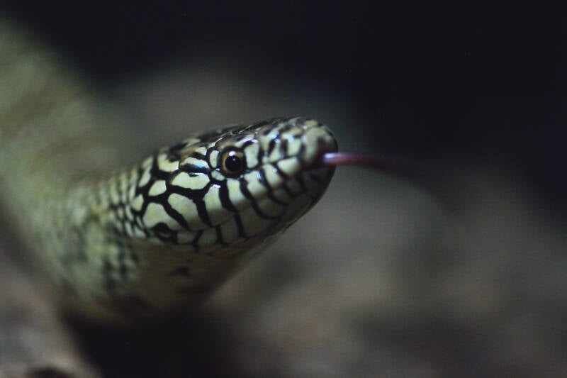 South Florida Kingsnake (1)