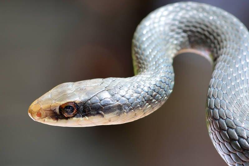 Everglades Racer (2)