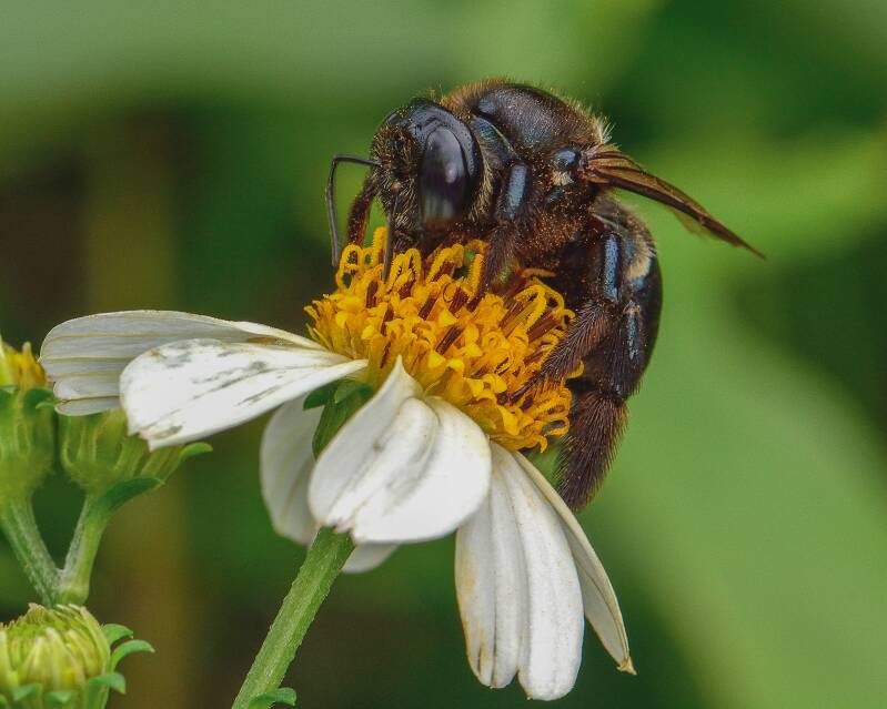 Southern Carpenter Bee (1)