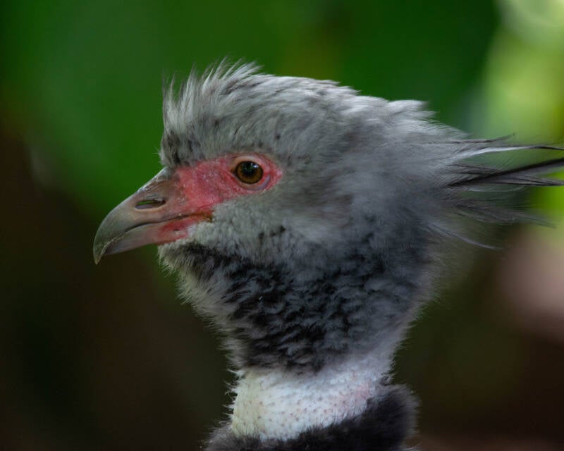 Southern Screamer (1)
