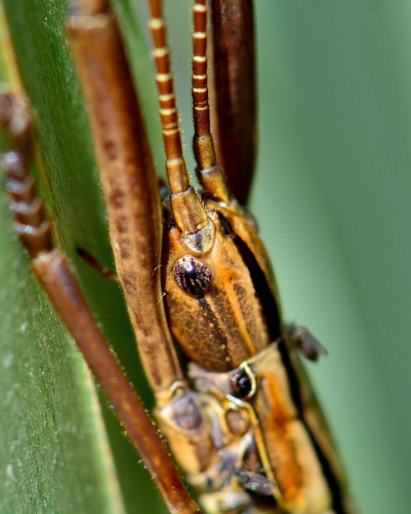 Southern Two-Striped Walkingstick (3)
