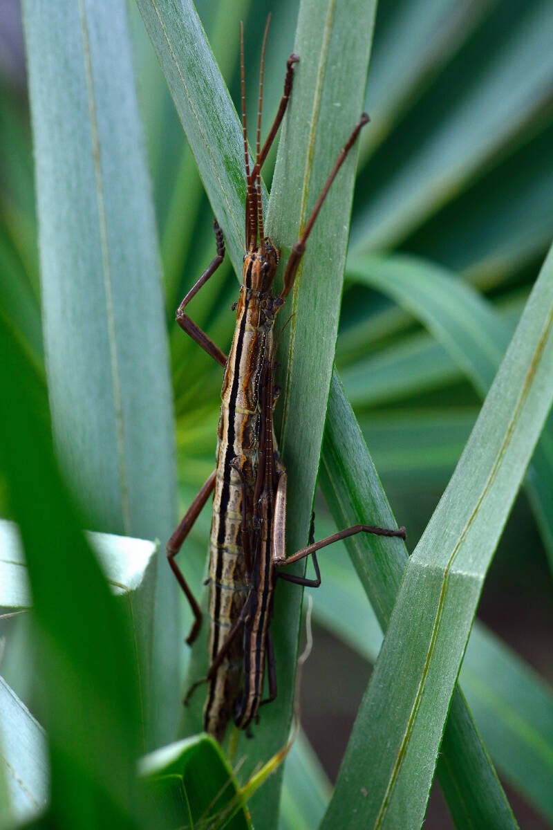 Southern Two-Striped Walkingstick (2)