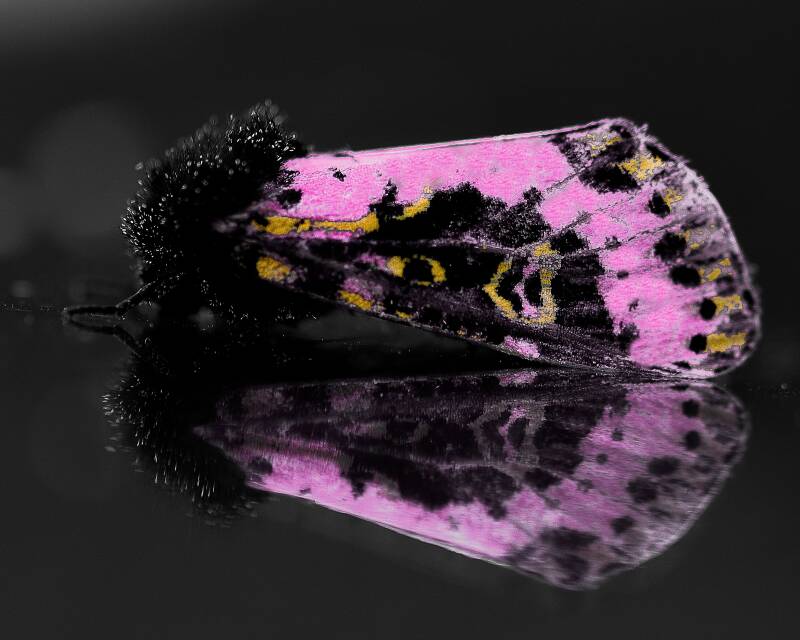 Spanish Moth (1)
