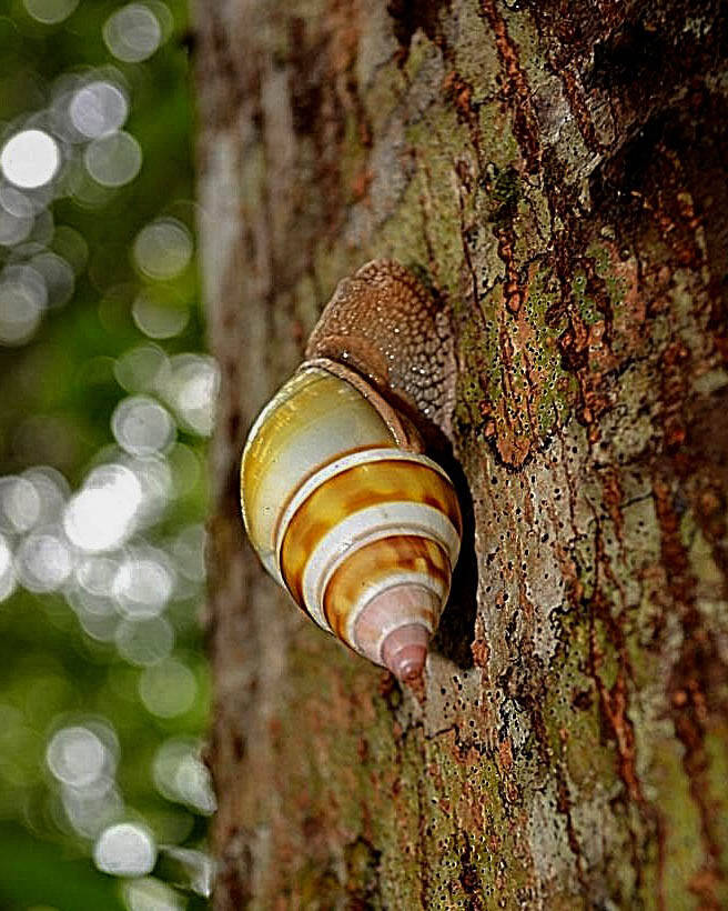 Florida Tree Snail (1)