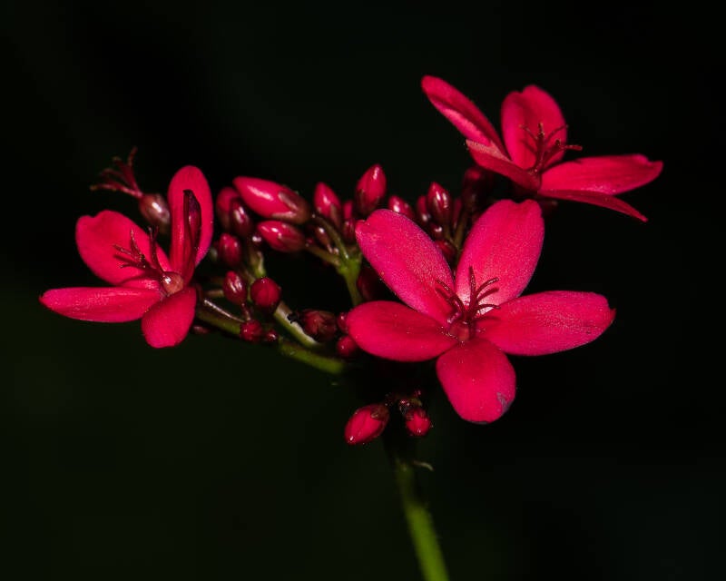 Peregrina Jatropha (1)