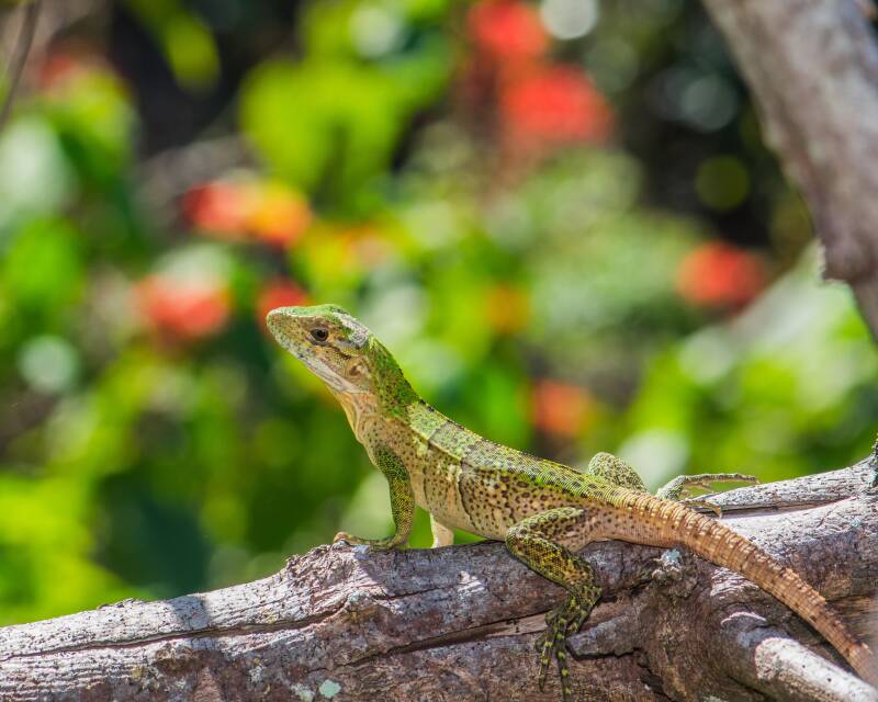Black Spiny-Tailed Iguana (1)