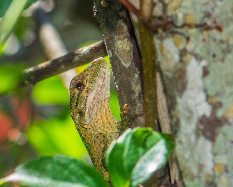 Black Spiny-Tailed Iguana (2)