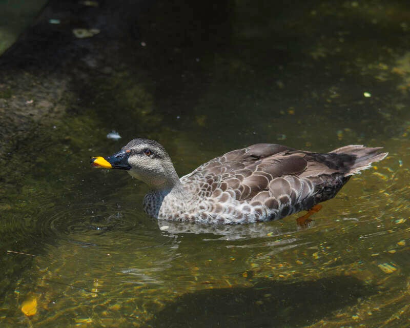 Spot-Billed Duck (4)